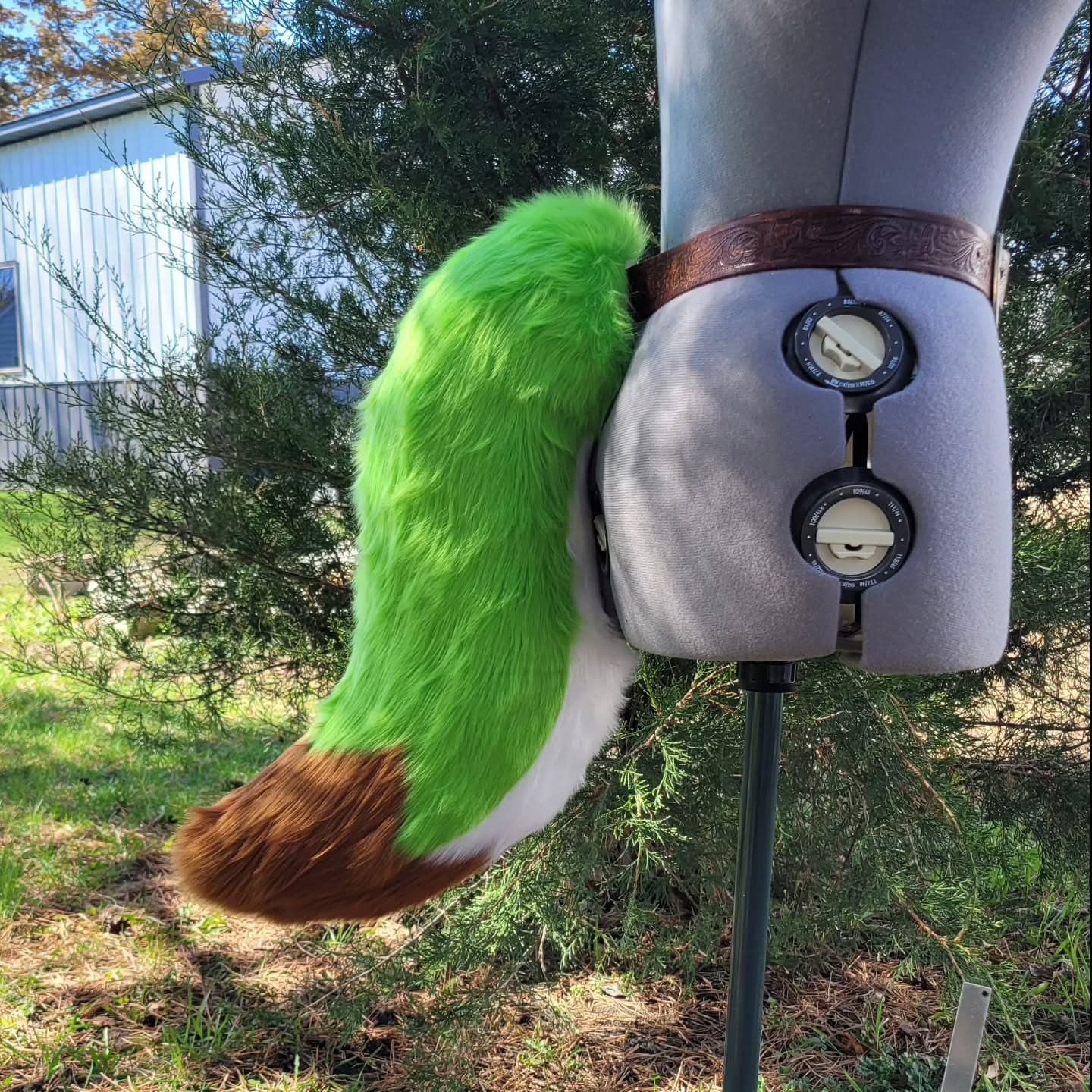 Clover Tail — Canine Tail tail, full view outdoors